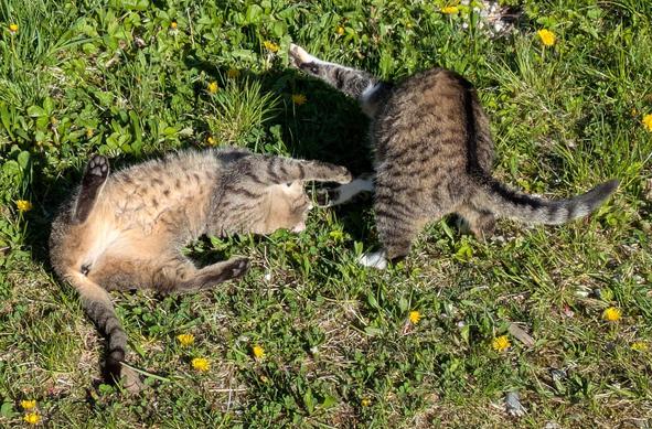 eine weißgetigerte Katze springt auf eine graugetigerte Katze zu, die auf dem Boden auf dem Rücken liegt und ihr Maul weit aufgerissen hat 