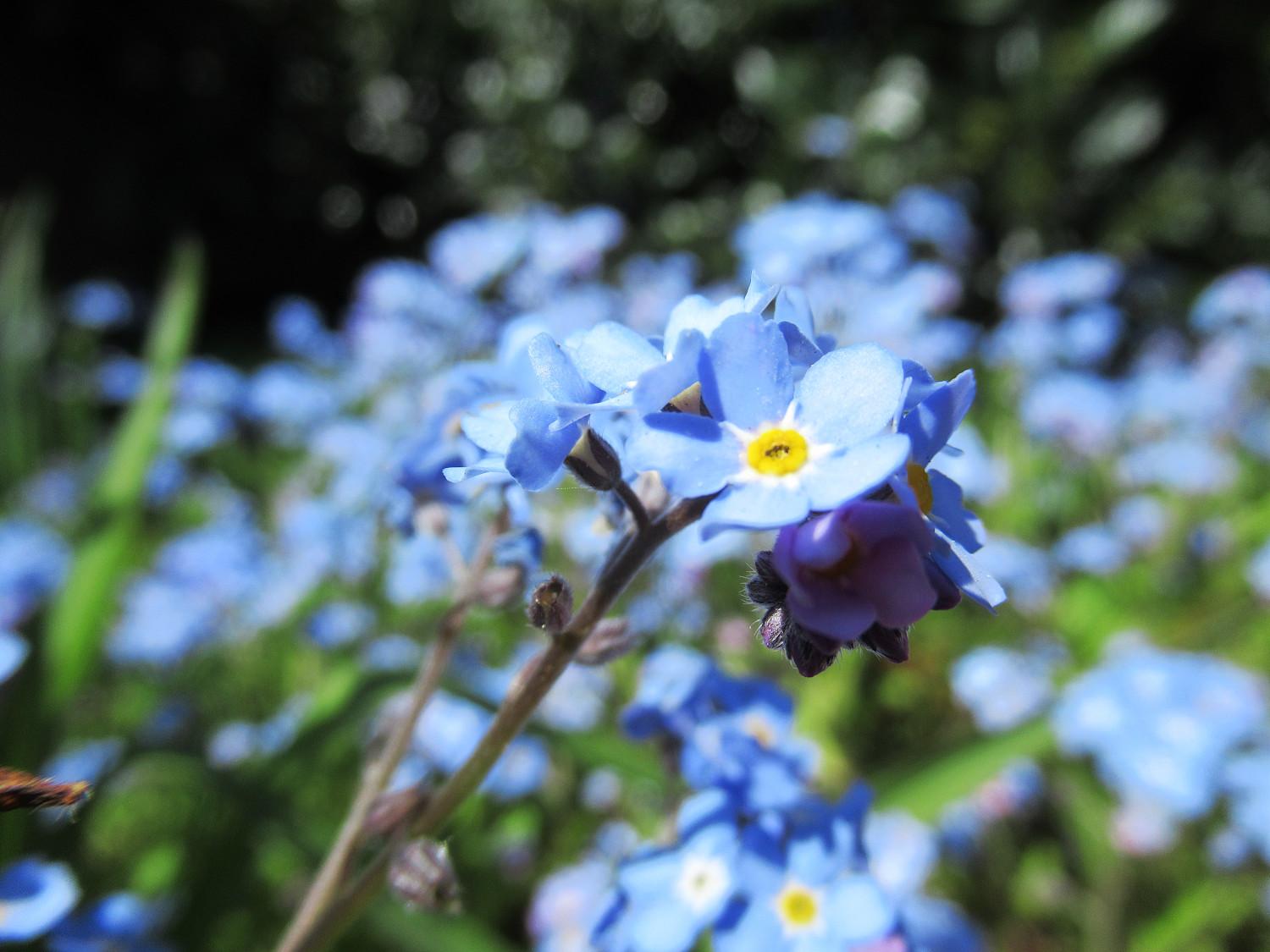 Blühende Vergissmeinnicht, eine Blüte scharf im Vordergrund