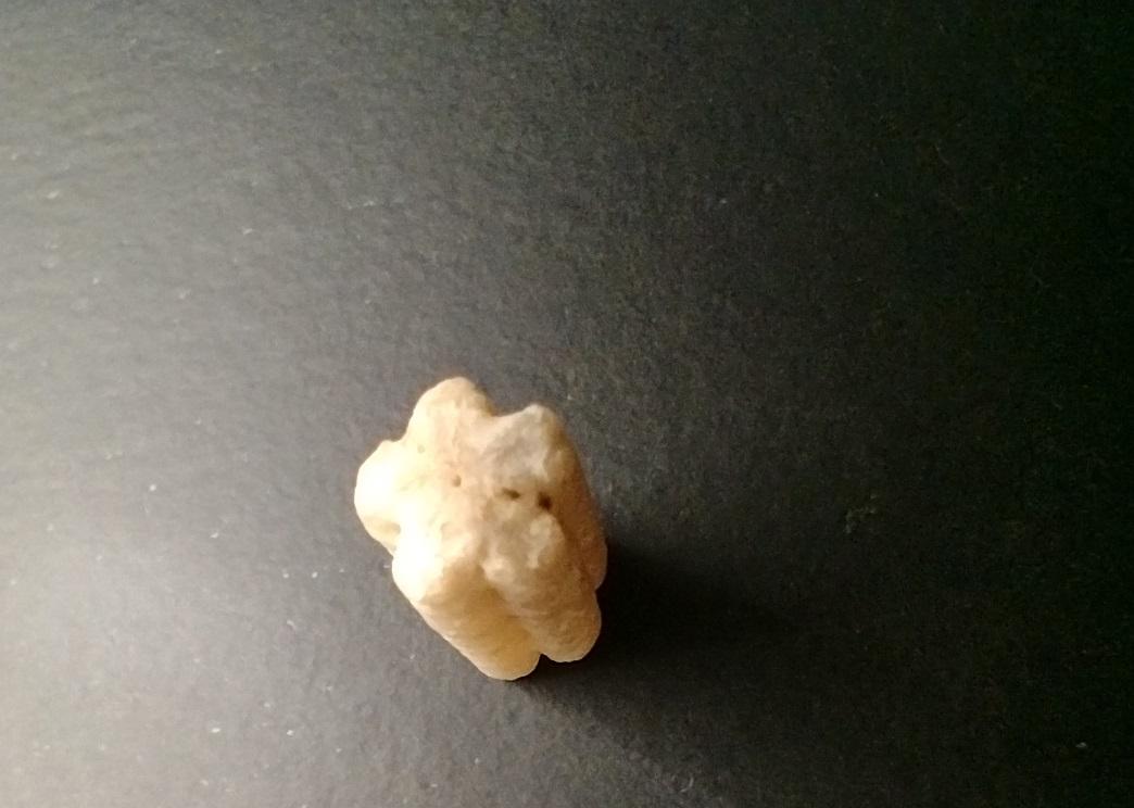 Ein längliches, weißliches und versteinertes Etwas, das einen Querschnitt wie eine Blume mit fünf Blütenblättern hat. In dieser Aufnahme steht es und wurde von schräg oben fotografiert, damit die blumige Form zu erkennen ist.