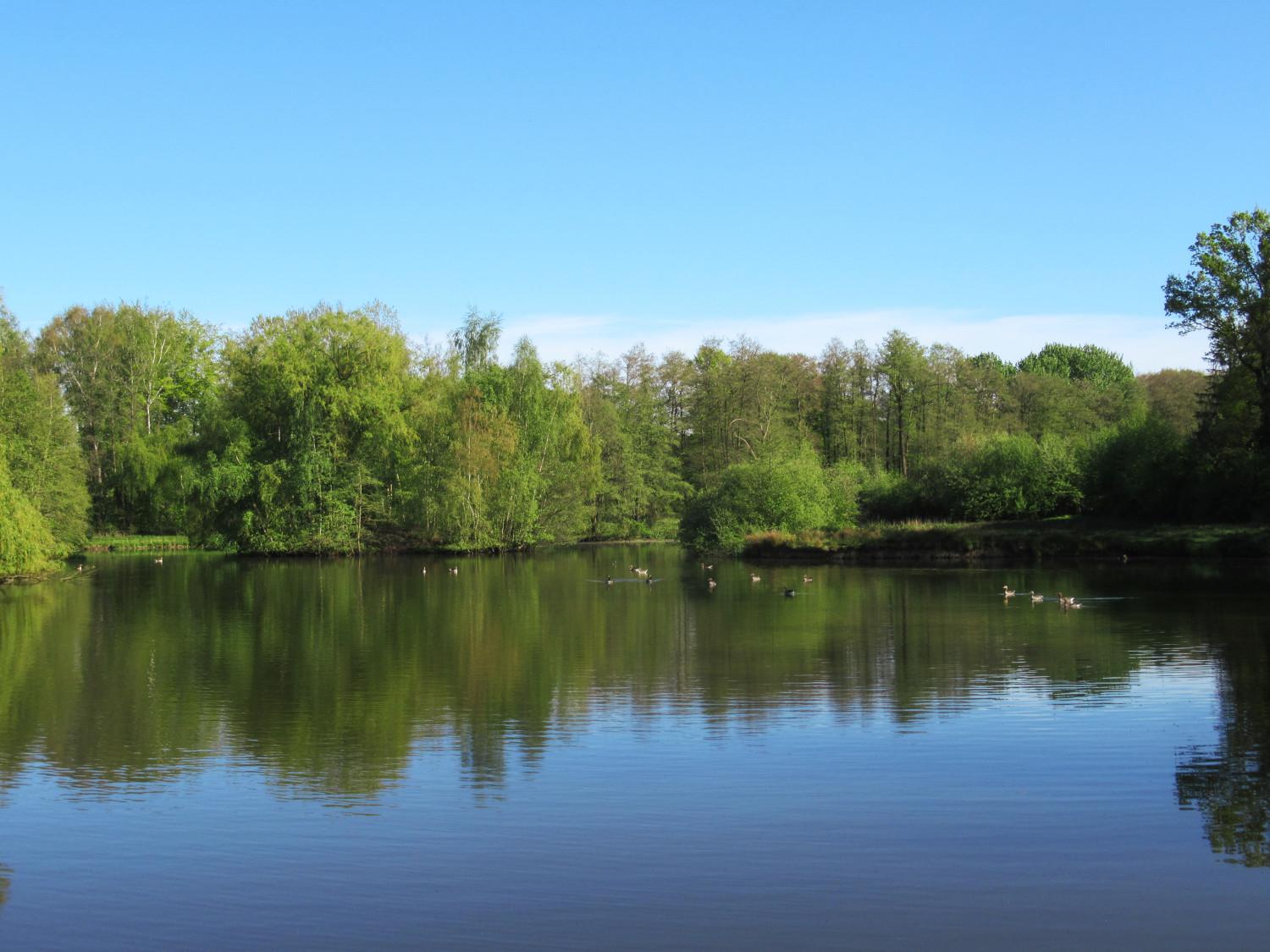 Ein See mit etlichen Gänsen darauf; das frische Grün der Bäume am Ufer spiegelt sich ebenso wie der blaue Himmel im Wasser.