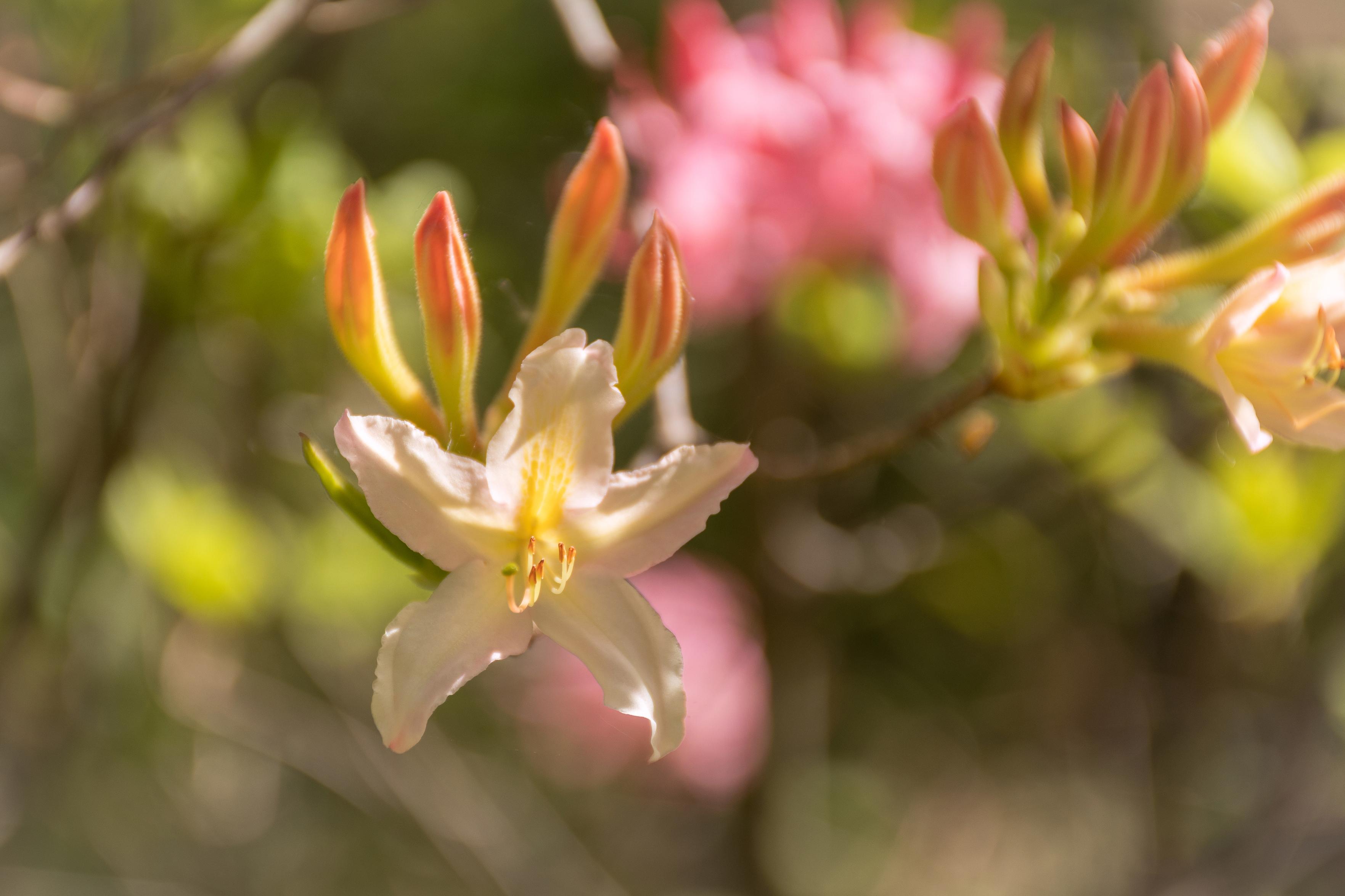 Das Bild zeigt eine Nahaufnahme einer hellgelben Blüte mit einigen orangefarbenen Knospen im Vordergrund, umgeben von einem unscharfen grünen und rosafarbenen Hintergrund, der eine friedliche und natürliche Szene darstellt.

Das Bild ist eine Nahaufnahme einer einzelnen hellgelben Blüte, die sich in voller Pracht öffnet. Die Blütenblätter sind zart und haben eine leicht gekräuselte Textur. In der Mitte der Blüte sind feine gelbe Staubgefäße mit orangen Spitzen zu sehen. Direkt hinter der geöffneten Blüte befinden sich mehrere aufrecht stehende Knospen, die eine leuchtend orange Farbe mit gelben Spitzen aufweisen. Diese Knospen sind noch geschlossen und deuten auf zukünftige Blüten hin. Die Stängel und Blätter, die die Blüten halten, sind in zarten Grüntönen gehalten und teilweise im Fokus, aber hauptsächlich im Hintergrund verschwommen.

Der Hintergrund ist stark unscharf und erzeugt eine Bokeh-Wirkung. Man kann diffuse Flecken von hellem Grün und ein paar weiche Kleckse von zartem Rosa erkennen. Diese weichen Farbfelder lassen vermuten, dass sich die Blüte inmitten eines buschigen Gartens oder einer blühenden Pflanze befindet, möglicherweise einer Azalee oder Rhododendron. Das Licht scheint von oben zu kommen und beleuchtet die Blüte weich, was ihr ein leuchtendes und ätherisches Aussehen verleiht.