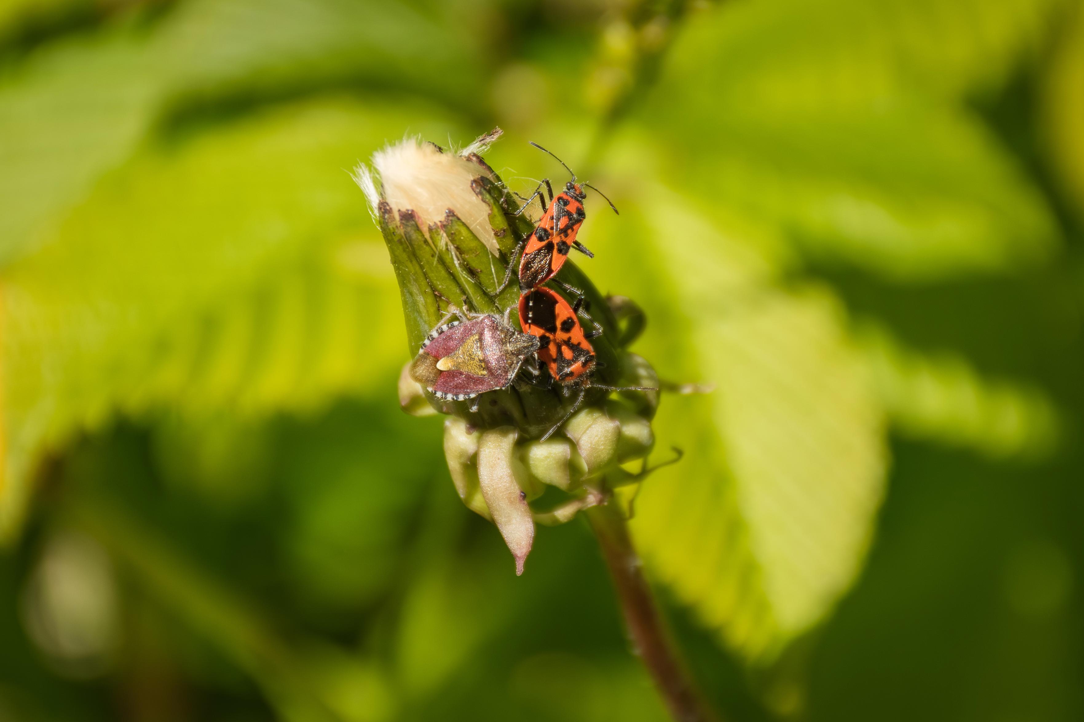 Das Bild zeigt zwei rote-schwarze und eine dunklere, etwas größere Wanze, die auf einer unreifen Pusteblumenknospe sitzen, eingerahmt von unscharfem grünen Laub.