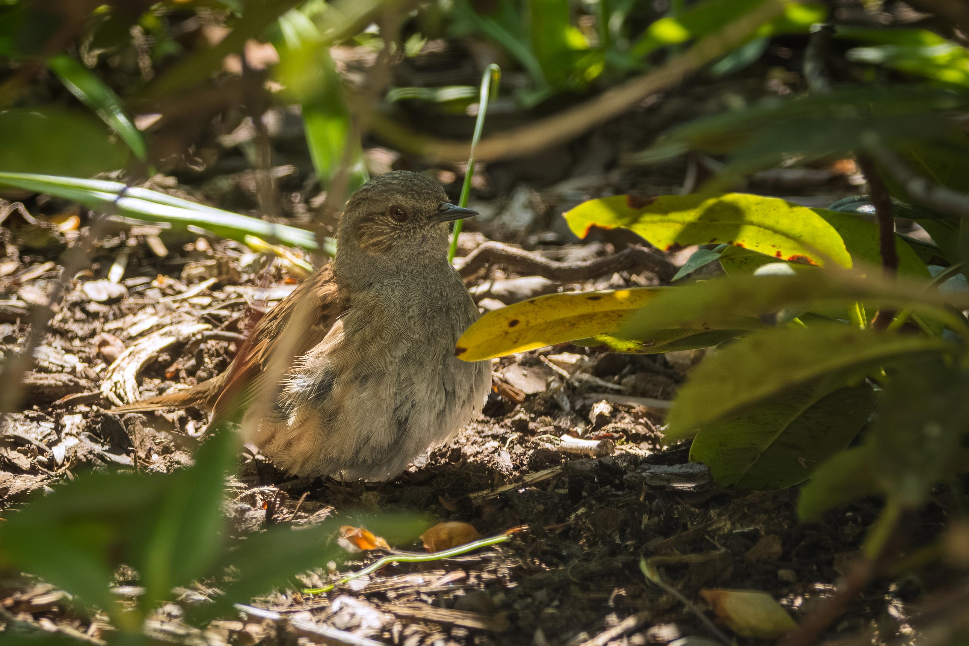 Das Bild zeigt eine Nahaufnahme einer aufgeplusterten Heckenbraunelle, die sich unter einem Busch auf dem Boden befindet. Der Vogel hat ein braun gemustertes Gefieder und schaut nach rechts. Seine Augen sind dunkel und aufmerksam. Hinter dem Vogel sind grüne Blätter und Äste zu sehen, die teilweise im Schatten liegen, während der Vogel selbst im Sonnenlicht sitzt. Der Boden ist mit Erde, kleinen Zweigen und trockenen Blättern bedeckt.