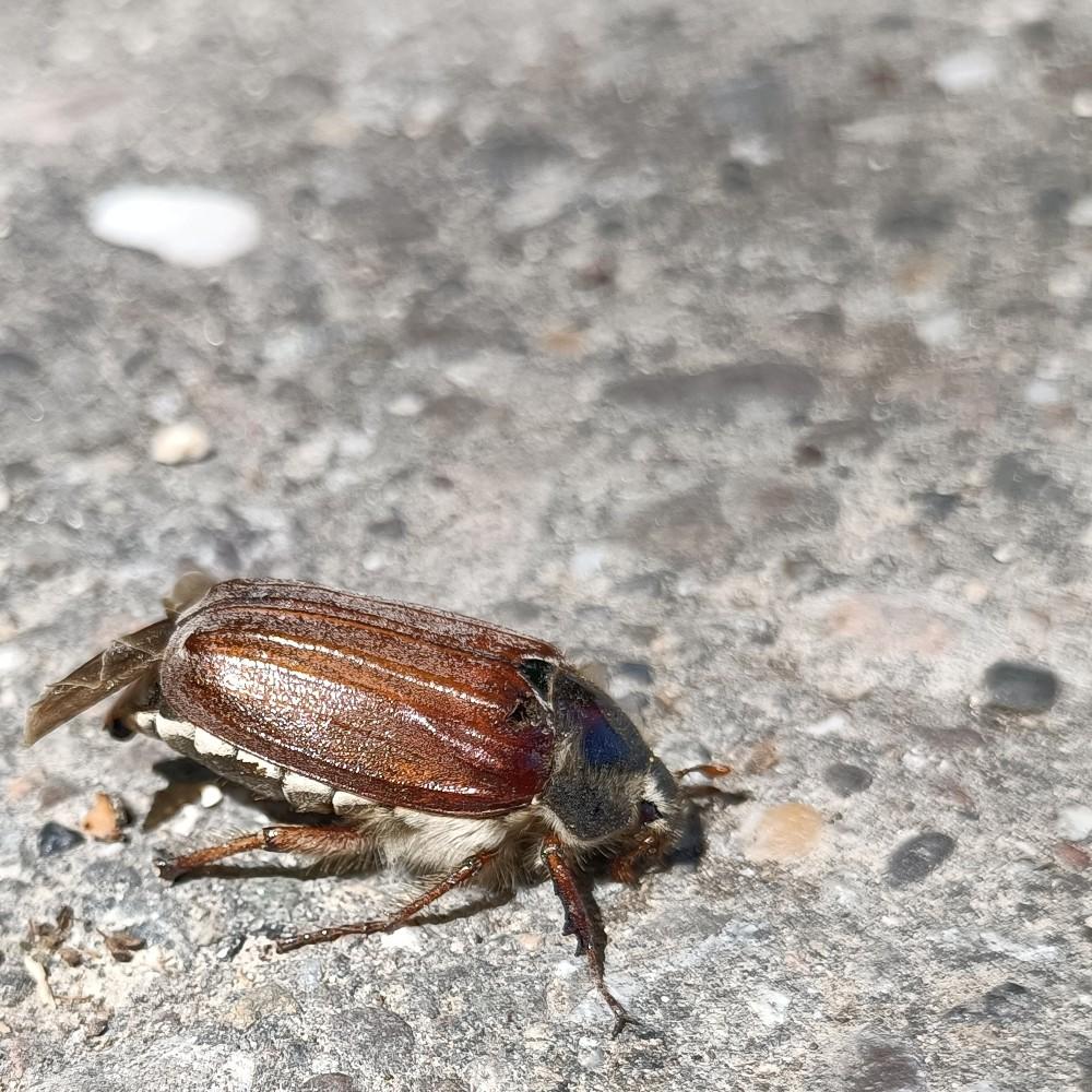 auf asphalt krabbelt ein maikäfer, ein ziemlicher brocken, etwa so groß wie eine dattel. er hat braune, leicht glänzende, etwas hautartig aussehende deckflügel mit ein paar längsfurchen, einen grauen halsschild mit fein und kurz behaartem rand. seitlich unter den deckflügeln ragen eine reihe auffällige weiße zacken hervor, hinten steht ein stück nicht ordentlich eingefalteter flügel heraus.