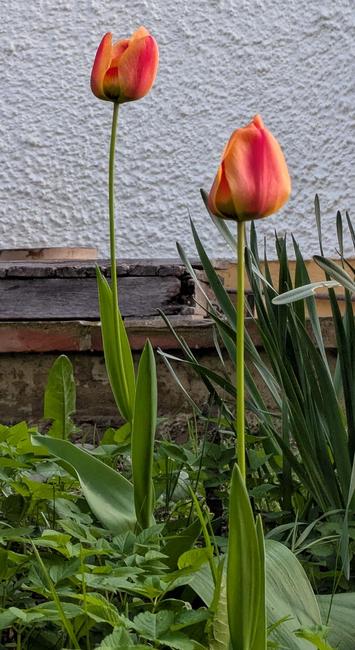 zwei rotgelb noch geschlossene Blüten von Tulpen auf langen Stengeln
