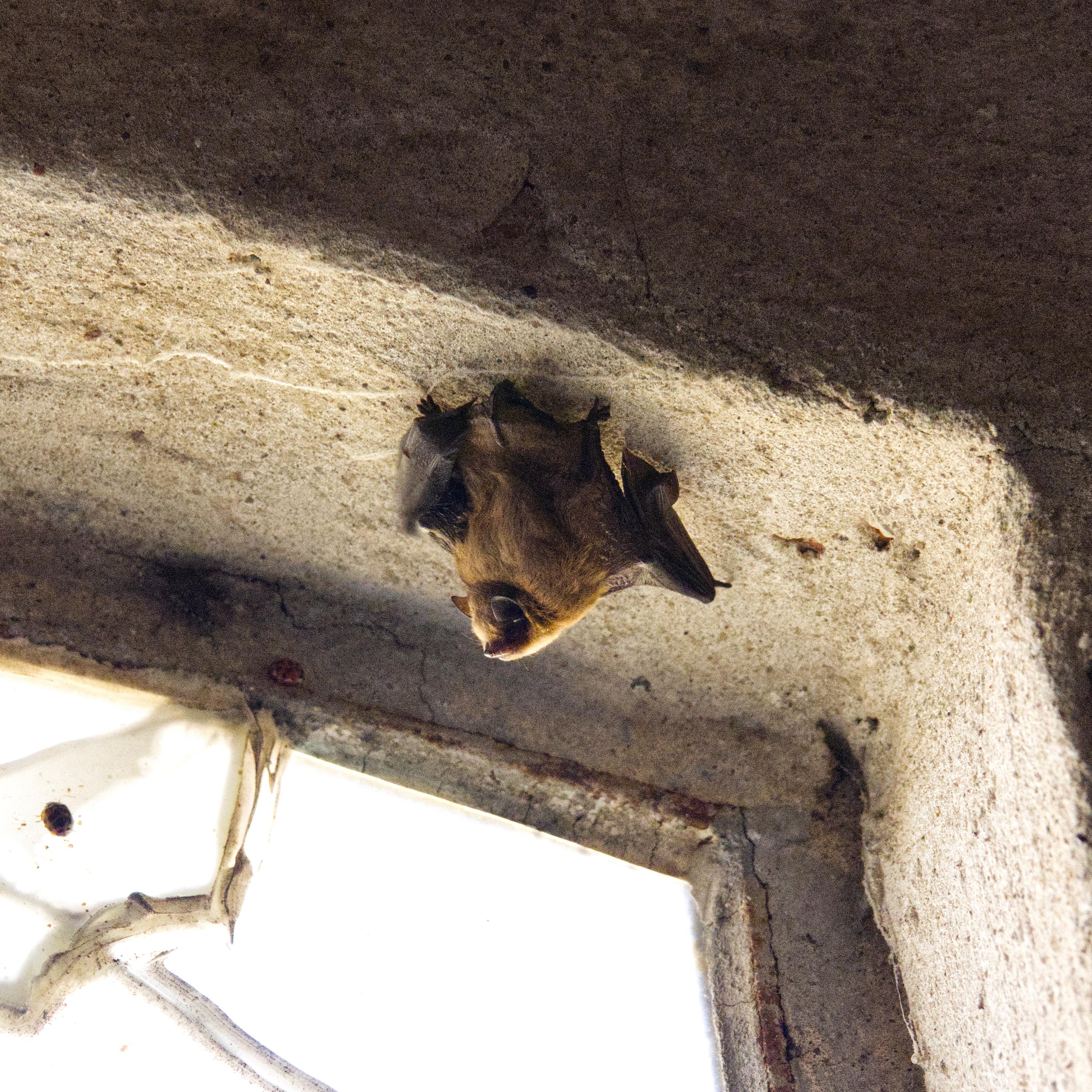 Von einem grob verputzten Fenstersturz eines alten Fensters mit verrostetem Metallrahmen hängt eine Fledermaus mit braunem Fell herab.