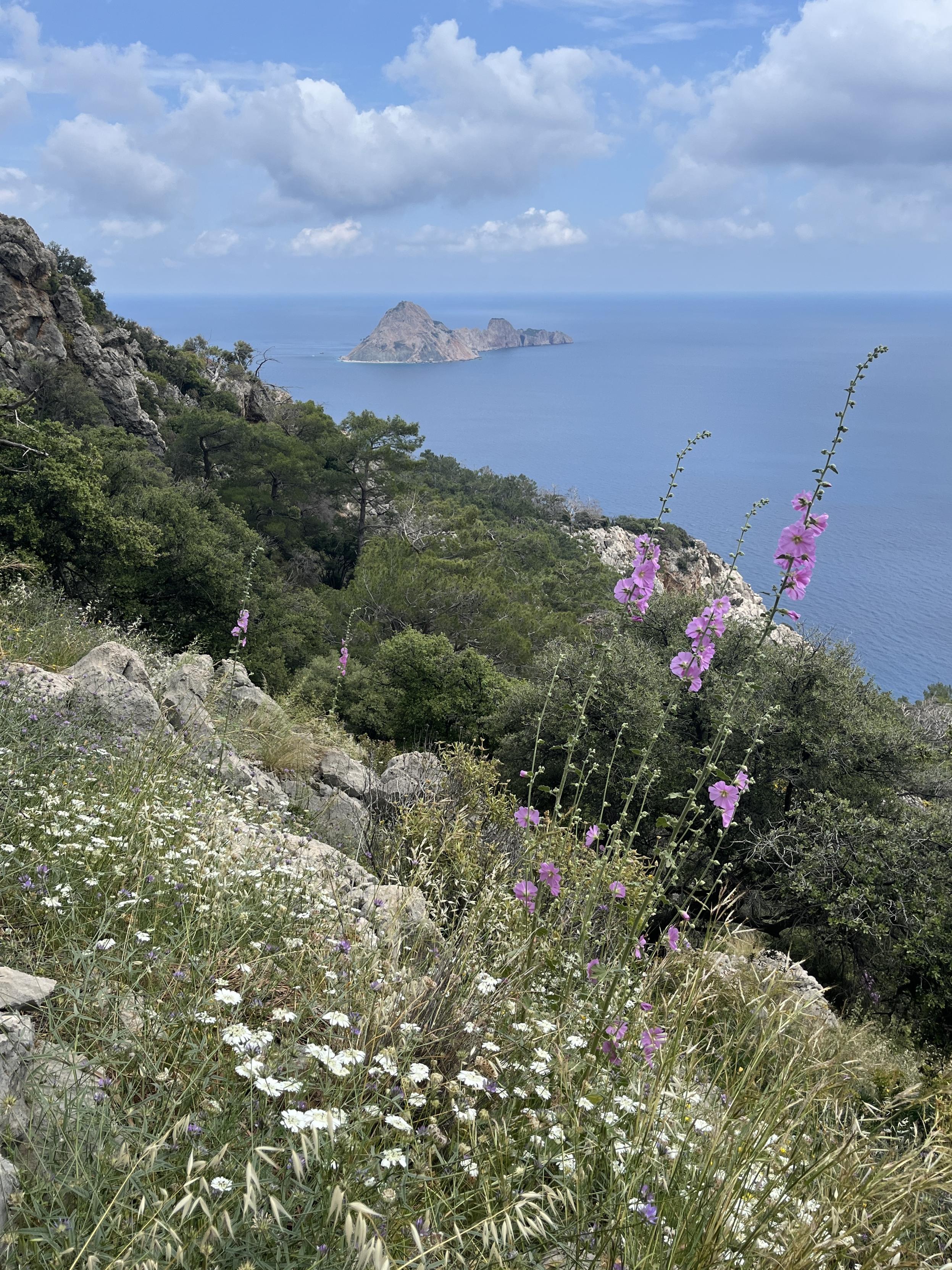 Der Blick geht über einen felsigen, mit Blumen und Macchia bewachsenen Hang von hoch oben aufs Meer. Darin ist eine Felseninsel erkennbar.
