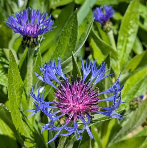 eine geöffnete blaue Blüte einer Flockenblume und Knospen in verschiedenen Stadien zwischen grünen Blättern 