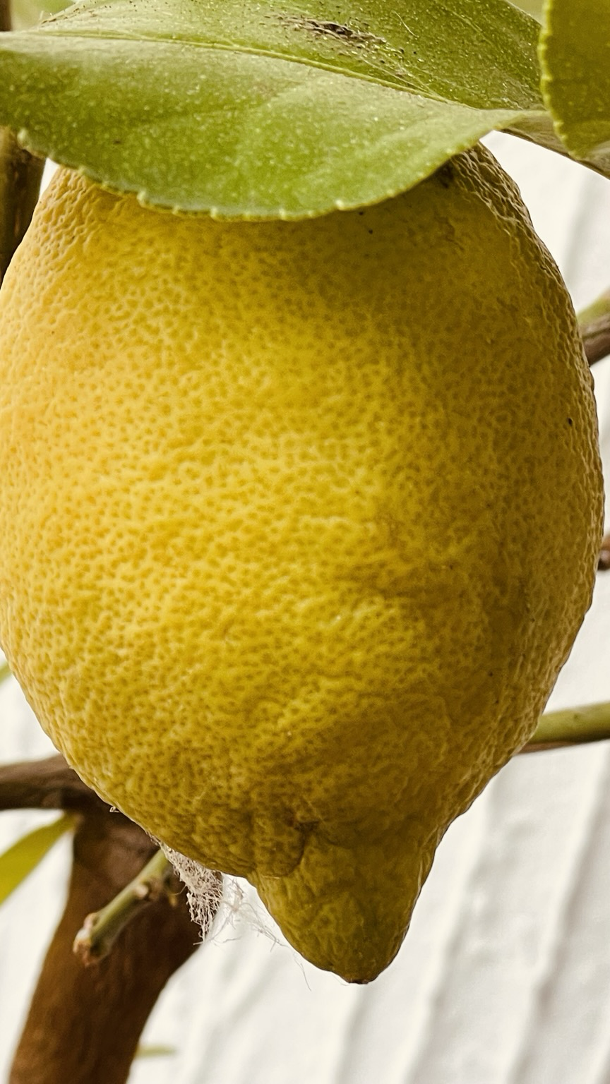 Eine schöne gelbe Zitrone 🍋
