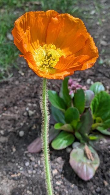 orange geöffnete Blüte von einem Ziermohn