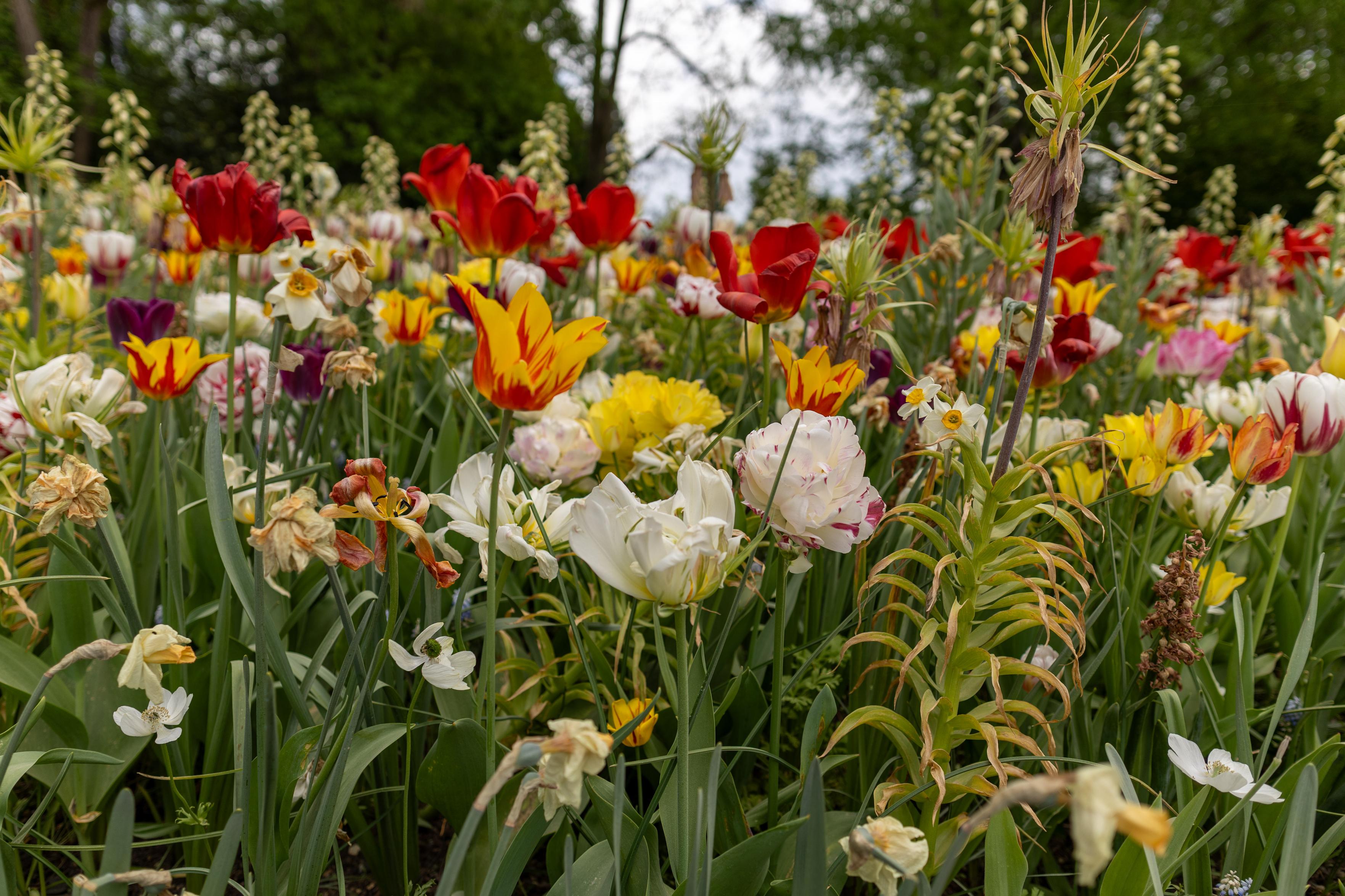 Viele bunte Blumen, vor allem Tulpen, auf einer Wiese. Viele haben bereits ihre Blütezeit hinter sich. Sie füllen fast das gesamte Bild aus, doch im Hintergrund sind schemenhaft große Bäume zu erkennen. 

Many colorful flowers, mostly tulips, in a meadow. Many have already finished blooming. They fill almost the entire picture, but large trees can be faintly seen in the background.