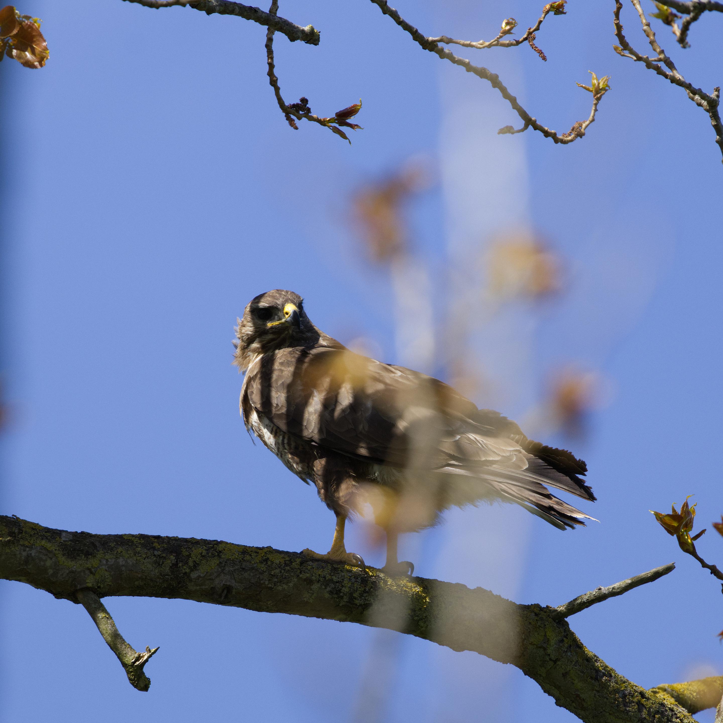 Ein Mäusebussard (Buteo buteo) steht quer zum Betrachter auf einem Ast. Er blickt über seine linke Schulter. Ein vor ihm befindlicher Zweig erzeugt einen Blur-Effekt im Vordergrund. Zudem werfen andere Zweige Schatten auf den Vogel, so daß dieser schwer zu erkennen ist.
Der Mäusebussard kann sehr unterschiedliche Gefiederfärbungen besitzen, von fast weiß bis dunkelbraun. Arttypisch ist eine hellere Querbinde, die die etwas dunklere obere Brust und den etwas helleren Bauch teilt. Der Schwanz ist bei allen Farbausprägungen weiß-grau mit grauen, dichten Querbänderungen.