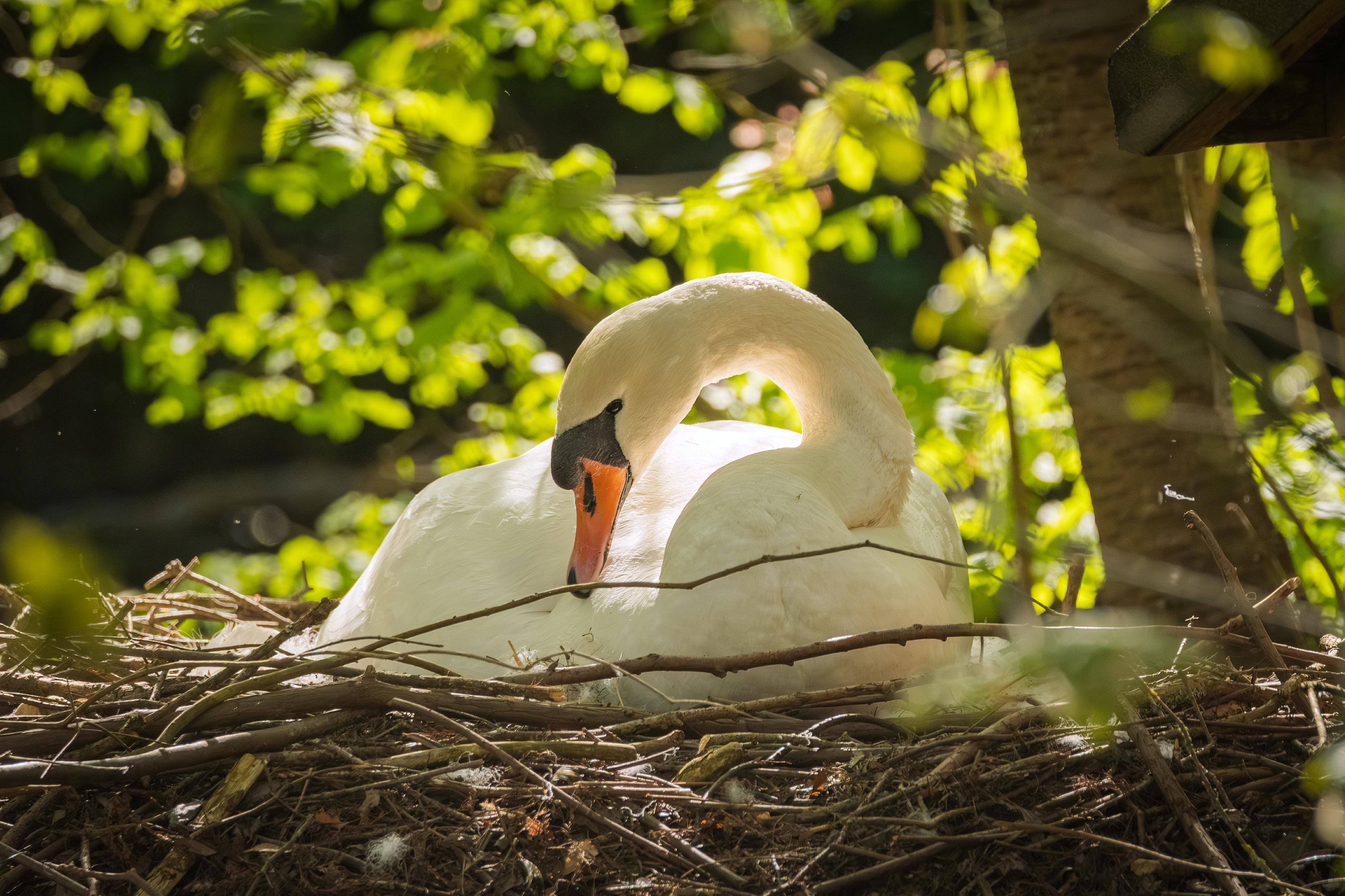 Ein Schwan liegt in seinem Nest, umgeben von üppigem Grün.

Das Bild zeigt einen Schwan, der sich in einem Nest aus Ästen und Zweigen niedergelassen hat. Der Schwan ist überwiegend weiß, mit einem langen, eleganten Hals, der sich nach unten krümmt, sodass sein Kopf den unteren Teil seines Körpers berührt. Sein Schnabel ist orange mit einer schwarzen Spitze und einem schwarzen Fleck daneben. Das Nestmaterial ist dicht und unregelmäßig, zusammengesetzt aus dünnen Ästen, Blättern und einigen weißen Federn.