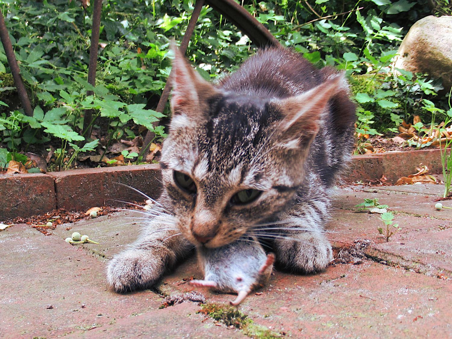 Eine junge getigerte Katze mit einer Maus im Fang.