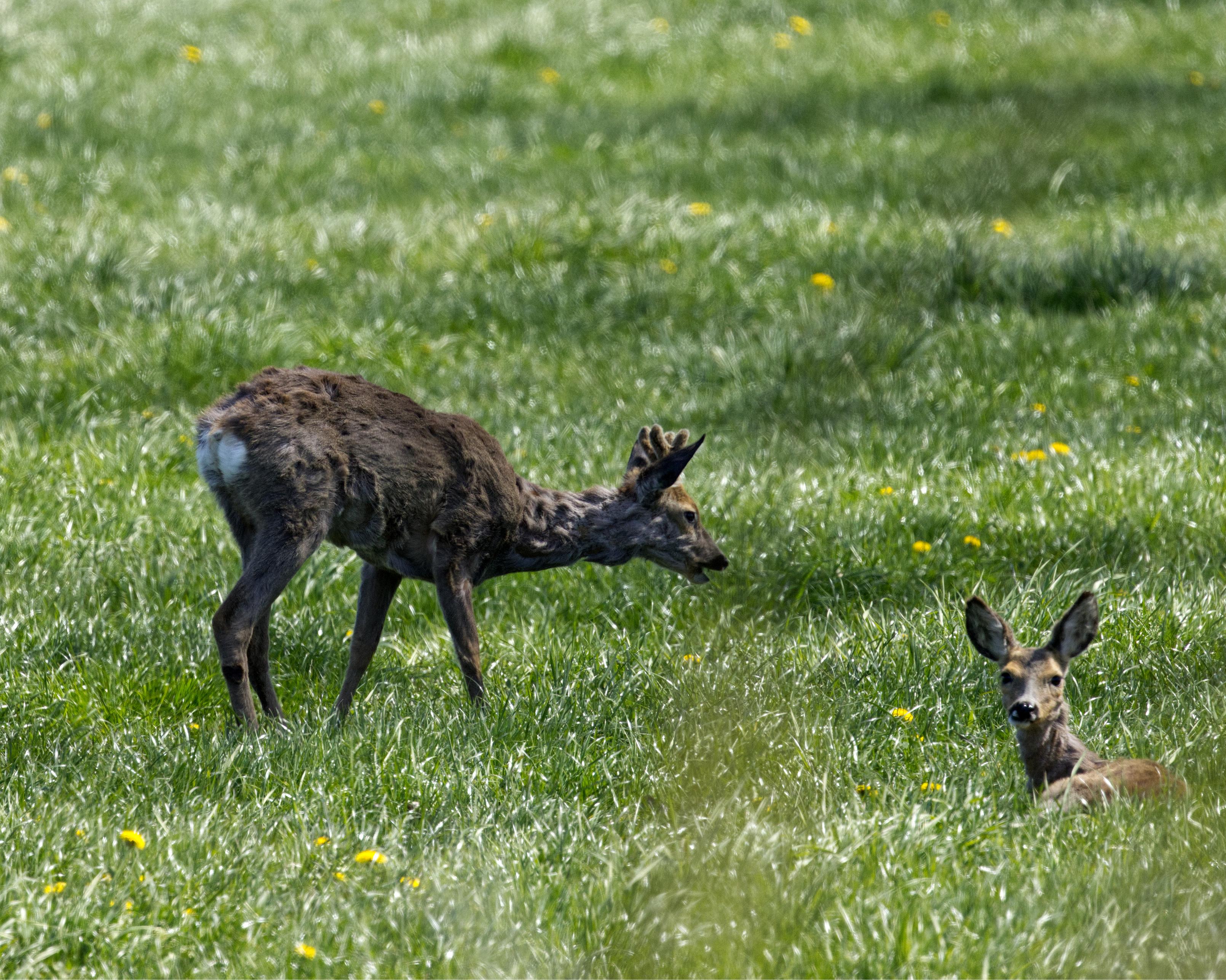 Das Foto zeigt zwei Rehe (Capreolus capreolus) auf einer Wiese. Ein Bock steht quer im Bild mit dem leicht gesenkten Kopf nach rechts. Ein Stück vor ihm liegt ein weibliches Tier im Gras und schaut zum Beobachter.  
Das Reh ist die kleinste heimische Hirschart. Rehböcke wiegen bis 20 Kilogramm. Die eleganten Tiere mit den großen Augen und Ohren haben im Sommer ein leuchtend rotbraunes Fell, im Winter ist es ein eher stumpfes Braun. Um den Schwanz und After herum besitzen Rehe einen hellen Spiegel, dessen Haare bei Flucht so gespreizt werden, daß dann das so vergrößerte Feld weiß aufleuchtet. Das kurze Geweih mehrjähriger Rehböcke hat normalerweise nur sechs Enden. Im Gegensatz zu den anderen Hirscharten in Deutschland wird das Geweih im Spätherbst abgeworfen und neu nachgewachsen wird es dann im nächsten Frühjahr gefegt.