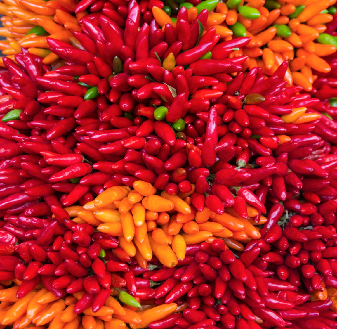 Sehr viele rote und gelbe Chili-Schoten bildfüllend