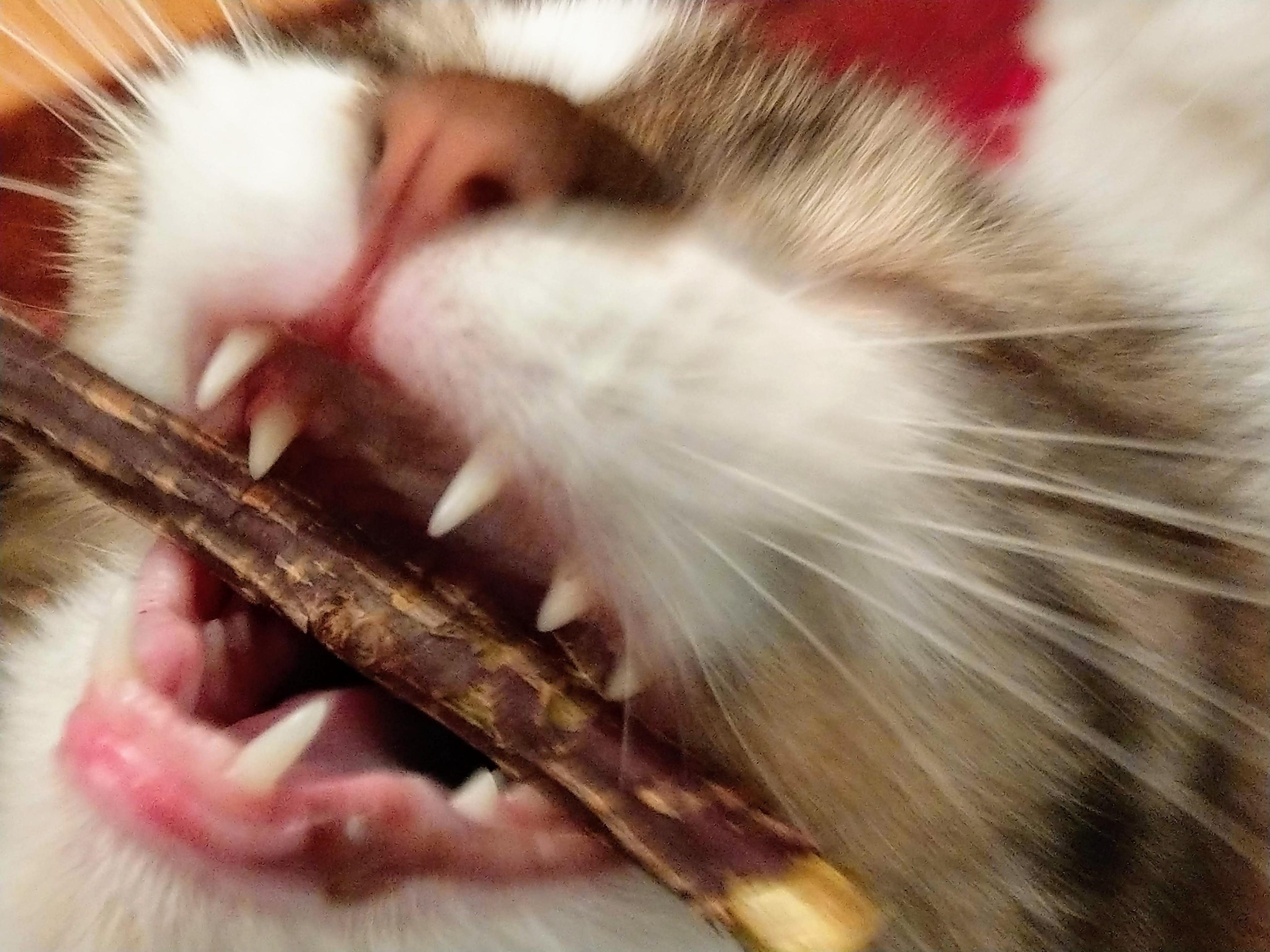 Eine Katze beißt in ein kleines Holzstöckchen. Das aufgerissen Mäulchen und die spitzen Zähne sind in Nahaufnahme zu sehen.