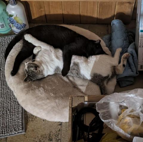 auf einem Kissen liegen zwei kleine Katze aneinander gekuschelt, jede hat eine Pfote auf der anderen liegen 