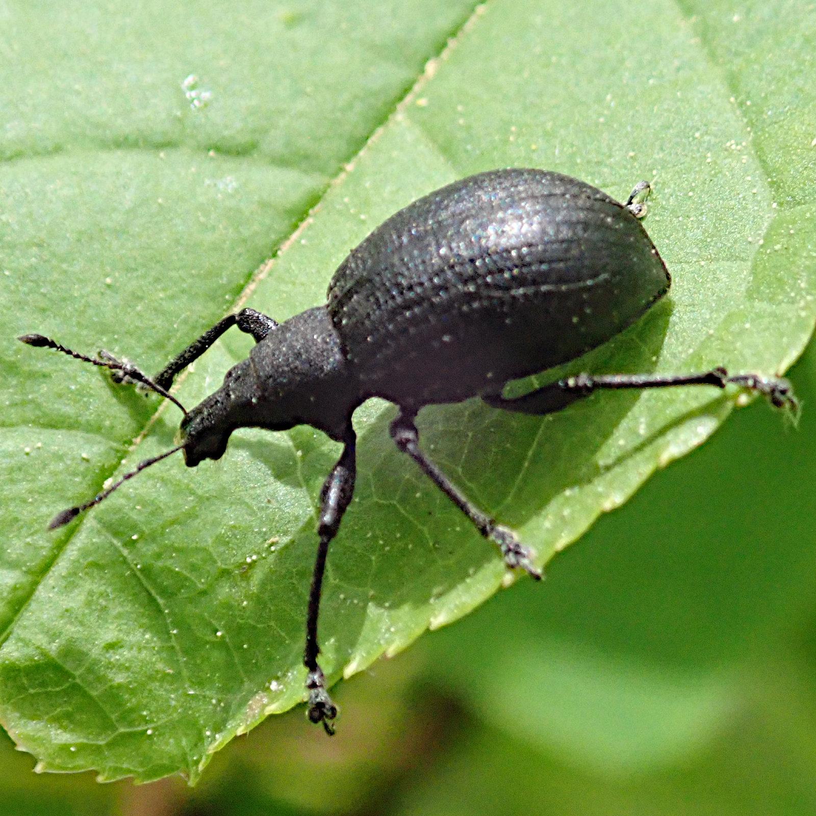 ein weiterer rüsselkäfer mit der gleichen form, aber ohne die pudrig lehmfarbene fleckung, also schwarz. so kann man die längs angeordneten punktreihen auf den deckflügeln besser erkennen