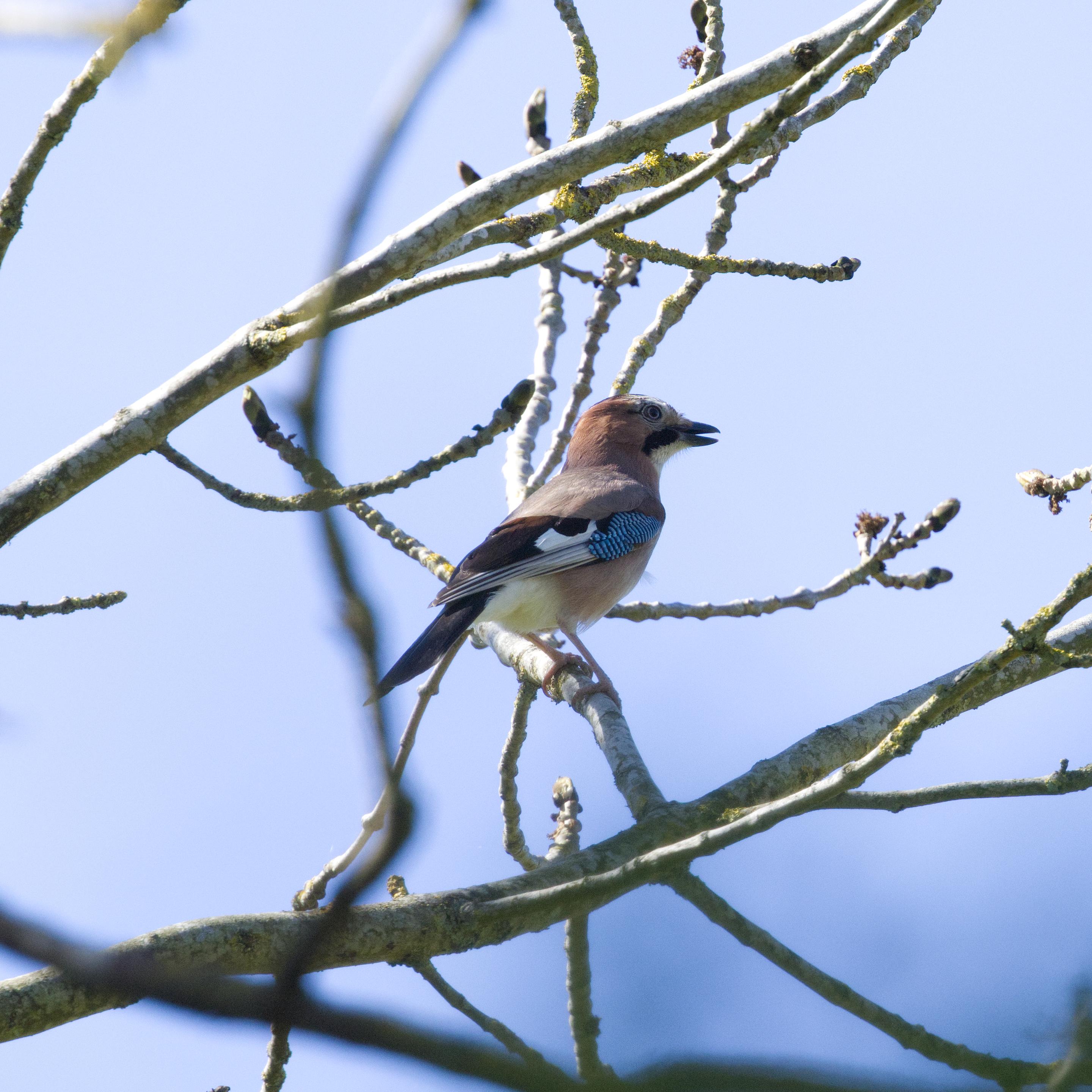 Ein Eichelhäher (Garrulus glandarius) steht auf einem Zweig und ruft. Er ist im leicht abgewandten Längsprofil zu sehen.
Eichelhäher sind rötlich braun bis rosa gefärbt. Charakteristisch sind die schwarz-weiße Flügelzeichnung und das blau schillernde Flügelfeld. Bei Erregung stellt der Eichelhäher die Scheitelfedern auf. Kehle, Steiß und Bürzel sind weiß, der lange Schwanz ist schwarz. Am Kopf sieht man deutlich einen schwarzen Bartstreif.