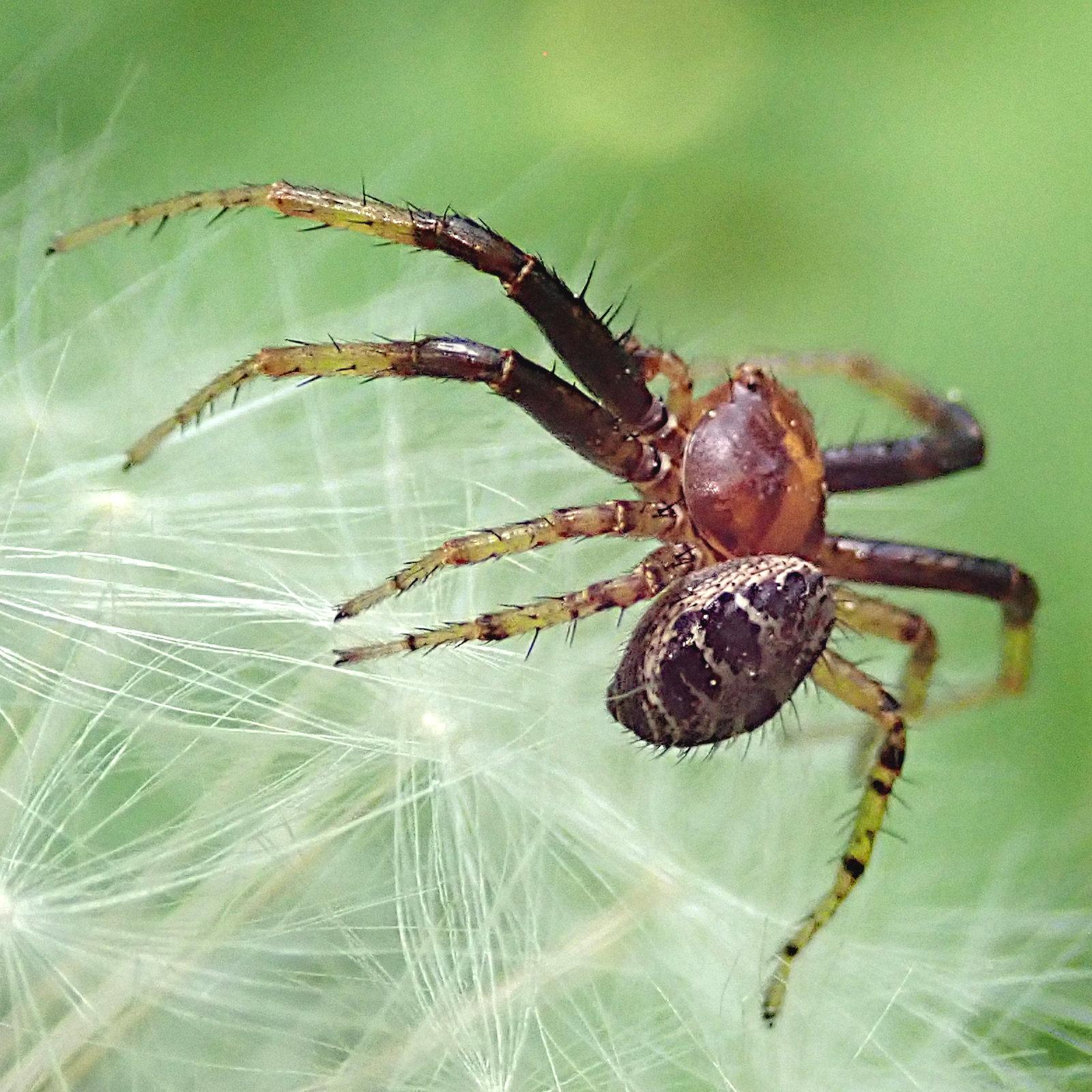 extreme nahaufnahme einer klitzekleinen krabbenspinne, die auf den hauchzarten härchenschirmen einer pusteblume herumturnt. ihr vorderkörper ist rund und rotbraun, den linsenförmigen nur wenig größeren hinterleib hält sie leicht aufgestellt. der ist cremefarben, aber auf der oberseite überwiegen dunkelbraune ringsum angeordnete flecken. die beine sind am körper dunkel und werden zu den spitzen hin heller bis durchscheinend. die beiden vorderen beinpaare sind weit größer als die hinteren, typisch für krabbenspinnen. die spinne ist überall spärlich borstig behaart
