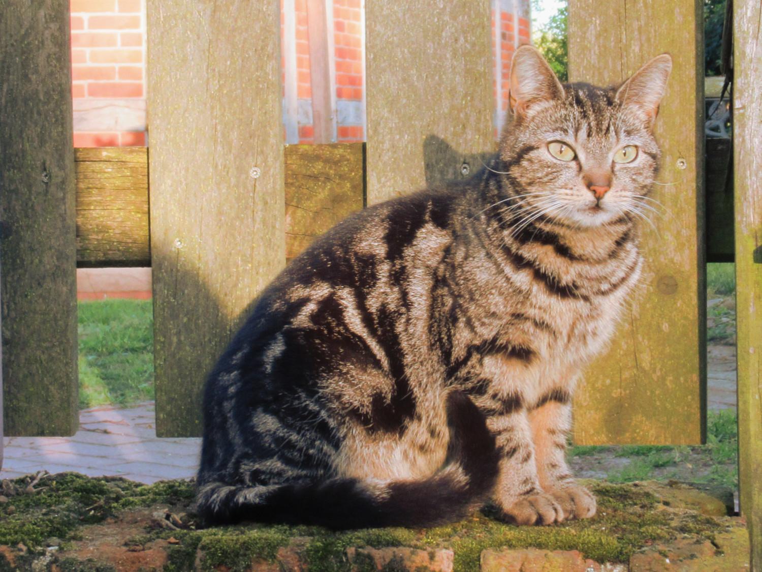 Eine getigerte Katze sitzt vor einem Holzzaun in der Abendsonne.