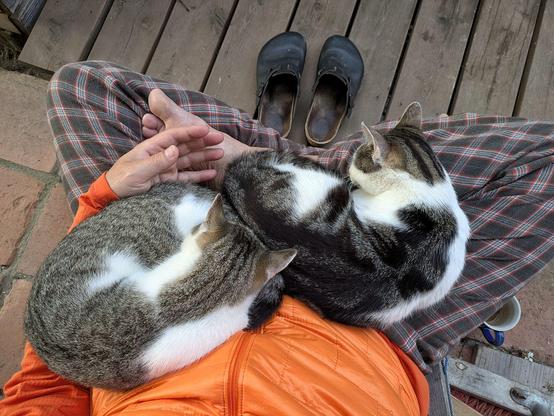 zwei weißgetigerte Katzen haben sich auf untergeschlagenen Beinen zusammen gerollt 