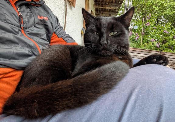 ein junger schwarzer Kater liegt auf untergeschlagenen Beinen 