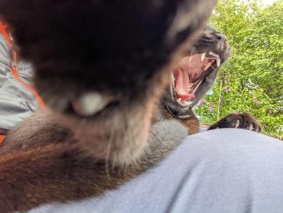 ein junger schwarzer Kater hält mit einer Pfote das Handy fest und gähnt