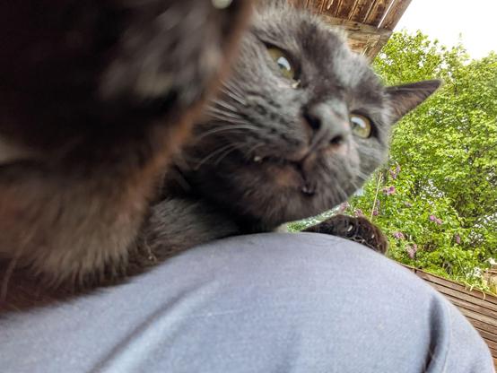 ein junger schwarzer Kater hält mit einer Pfote das Handy fest