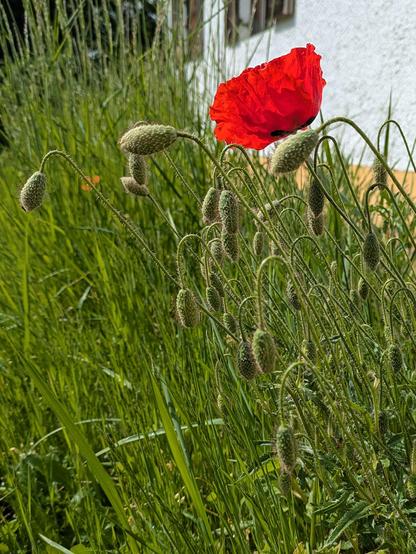 eine geöffnete rote Mohnblüte und viele Knospen 