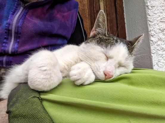 eine weißgetigerte Katze liegt mit geschlossenen Augen auf einer grünen Hose auf untergeschlagenen Beinen