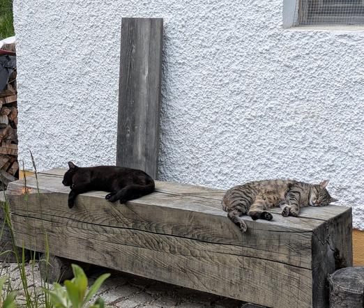 auf einem großen Stück Holz, das als Bank dient liegen mit geschlossenen Augen eine graugetigerte und eine schwarze Katze vor der weißen Hauswand 