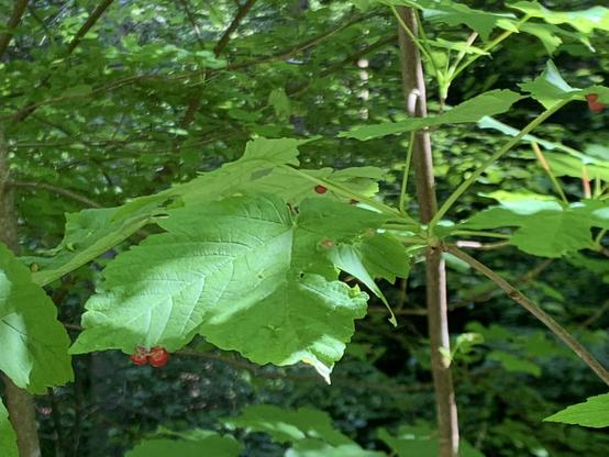 Ein Blatt eines Busches mit roten und grünen „Beeren“, welche direkt am Rand des Blattes oder darunter wachsen. Weiss jemand, was das tatsächlich ist?