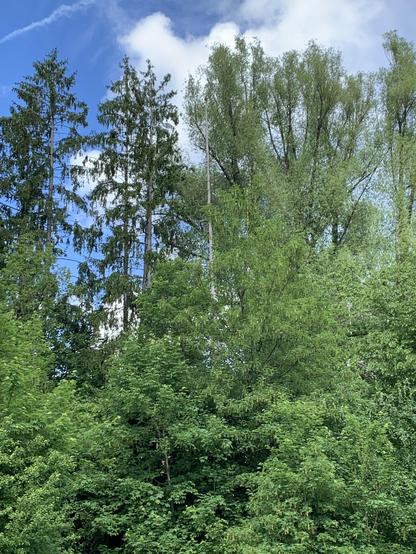 Blick nach oben auf hohe Bäume. In der Mitte ein abgestorbener Baum. Darauf wacht ein brauner, vermutlich Raubvogel (sorry, Auflösung und Schärfe zu schlecht).