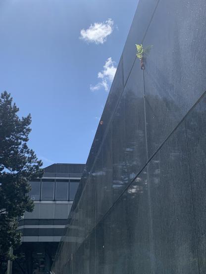 Rechts spriesst ein Pflänzchen aus einer Fuge in einer Mauer, die mit dunklen, polierten Steinplatten verkleidet ist. Darüber blauer Himmel mit feinen weissen Wölkchen.