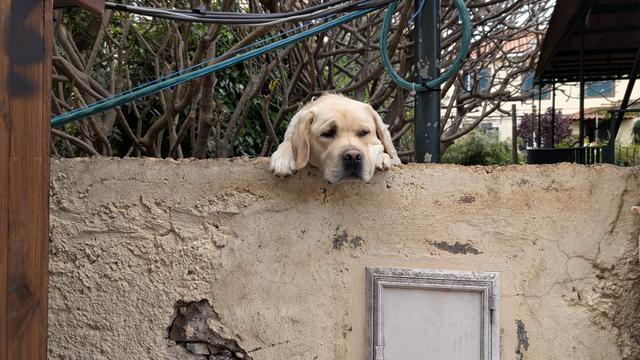 Hund mit hellem Fell und dunklen Augen hat die Pfoten auf die Mauer gestützt und neugierig schaut drüber. Hinter der Mauer ein Baum und dichtes Gebüsch.