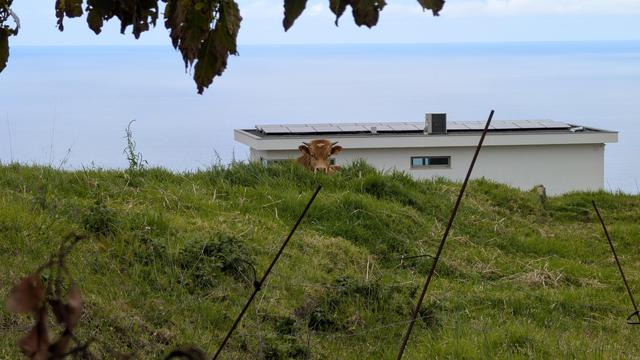 Blick auf eine Hügel grüner Wiese. Dahinter ein weißes Haus, oben im Bildrand Blätter eines Baumes. In der Mitte lugt eine Kuh über den Hügel, ihren Körper sieht man nicht.