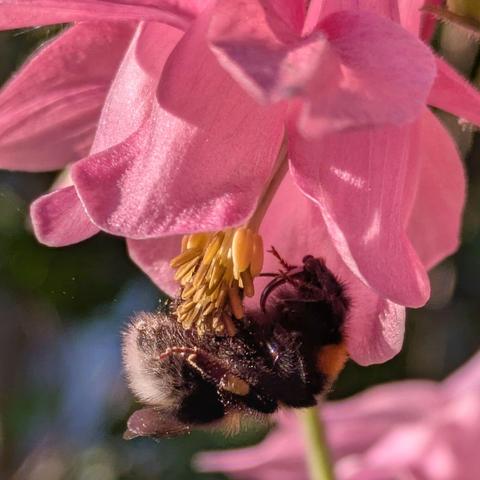 Detail einer rosa Akeleiblüte, an deren Staubgefäßen und Stempel eine Hummel hängt 