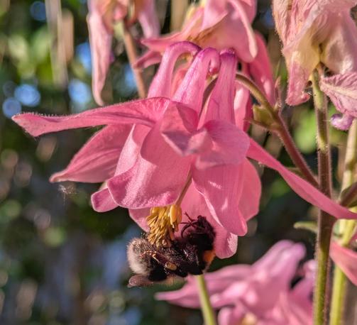 eine rosa Akeleiblüte, an deren Staubgefäßen und Stempel eine Hummel hängt 