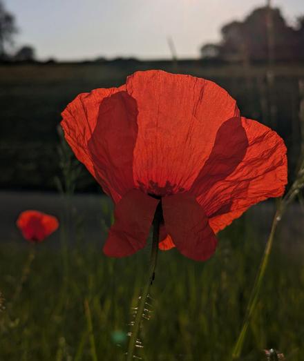 eine rote Klatschmohnblüte gegen die Morgensonne fotografiert.nDie Staubgefäße sind als Schatten erkennbar 