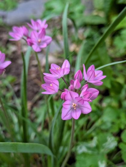 kleine rosa Blüten auf Stängeln so lang wie die schmalen Blätter