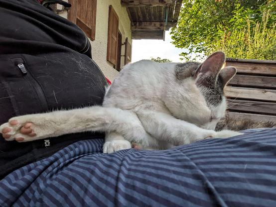 eine weißgetigerte Katze liegt auf untergeschlagenen Beinen und macht beim Putzen Katzenyoga