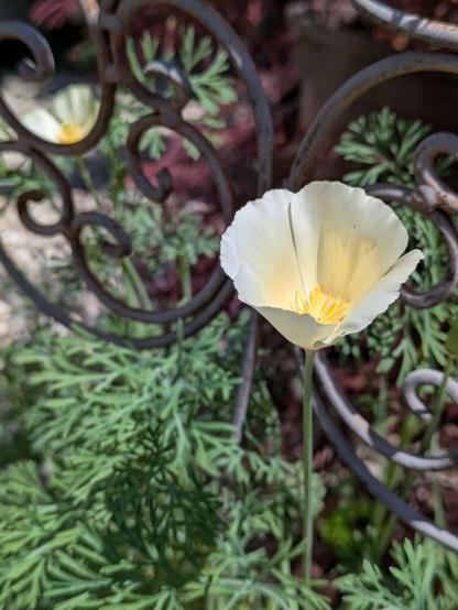 eine Mohnpflanze mit 2 weißen Blüten 