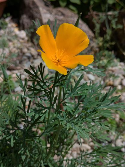 eine Mohnpflanze mit einer orangen Blüte