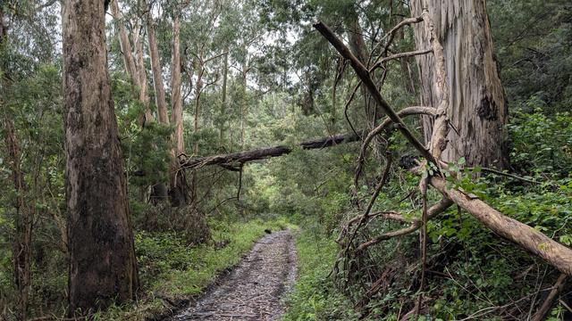 Einen Waldweg kreuzt ein dicker umgefallener Stamm eines Eukalyptus und bleibt links über dem Boden in einem anderen Stamm hängen. Stimmung im Bild wolkenverhangen und Regendunkel, das grün der Pflanzen trotzdem satt. Der Waldweg läuft weiter hinten links aus dem Blick.