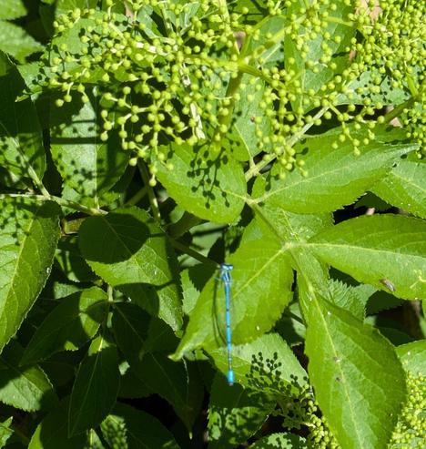 eine kleine blaue Libelle sitzt auf den grünen Blättern vom Holunder 