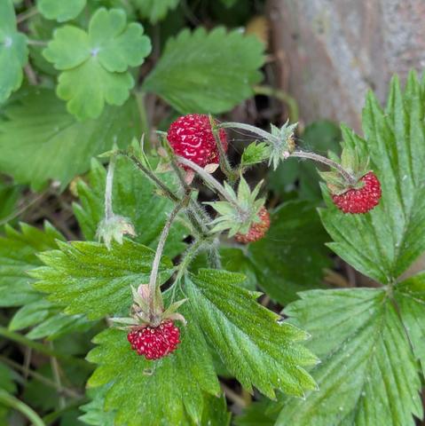 mehrere rote reife Walderdbeeren