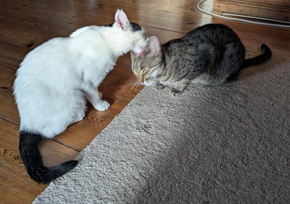 eine fast weiße Katze putzt den Kopf eines getigerten Katers, der vor ihr liegt.