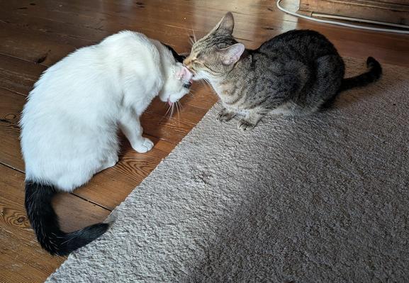 ein getigerter Kater putzt den Kopf einer fast weißen Katze, die vor ihm liegt.